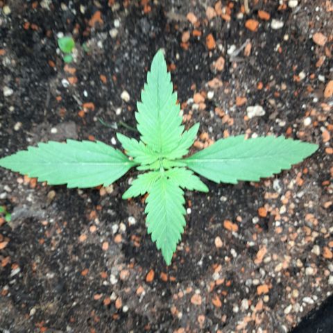 Zkittlezz xl growlog timeline photo