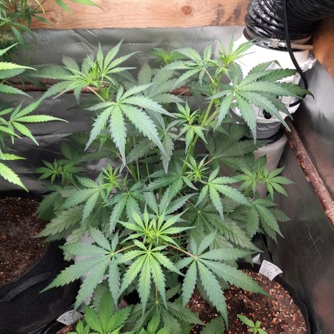 Ganja Runtz Auto  growlog timeline photo