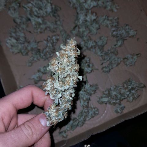 Oreoz Auto  growlog timeline photo