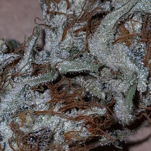 Oreoz Auto  growlog timeline photo