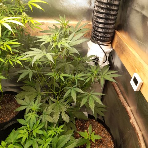 Ganja Runtz Auto  growlog timeline photo