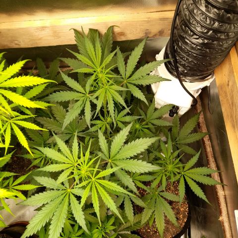 Ganja Runtz Auto  growlog timeline photo