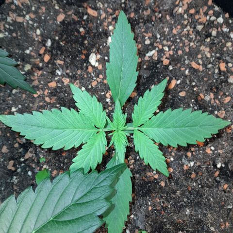 Zkittlezz xl growlog timeline photo