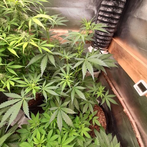 Ganja Runtz Auto  growlog timeline photo