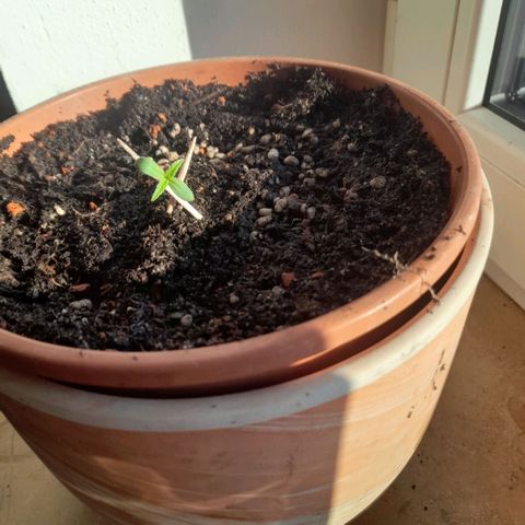 Gelato #33 Fast growlog photo: Umgetopft mit papbecher(angeschnitten) eingefplaznt
