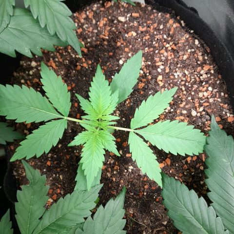 Zkittlezz xl growlog timeline photo
