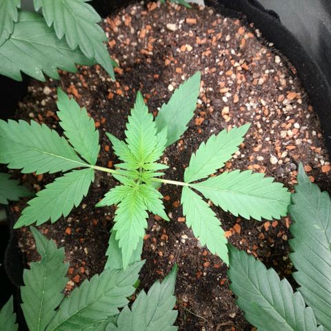 Zkittlezz xl growlog timeline photo