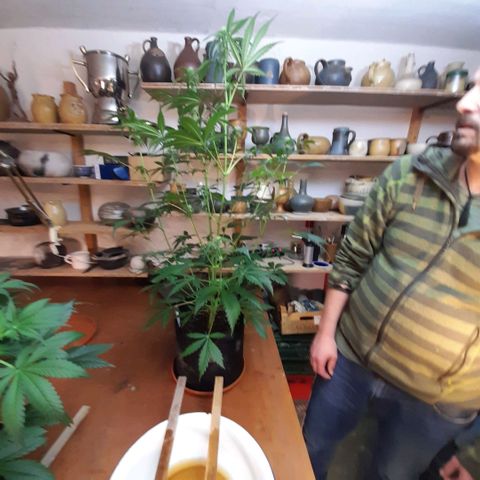 Ganja Runtz Auto  growlog timeline photo
