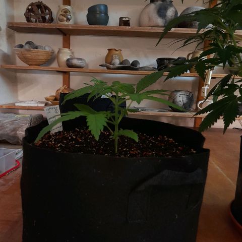 Zkittlezz xl growlog timeline photo