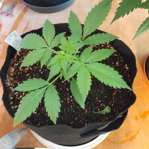 Zkittlezz xl growlog timeline photo