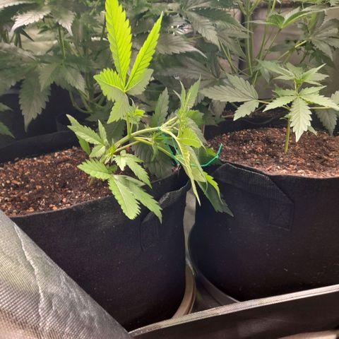 Zkittlezz xl growlog timeline photo