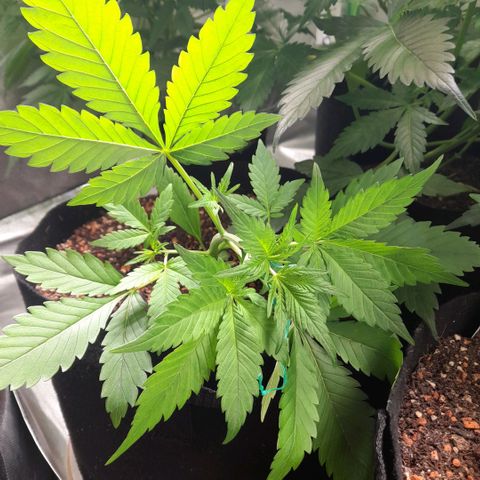 Zkittlezz xl growlog timeline photo