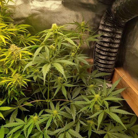 Ganja Runtz Auto  growlog timeline photo
