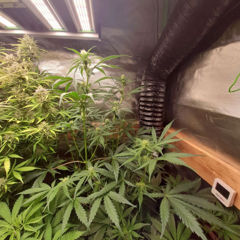 Ganja Runtz Auto  growlog timeline photo