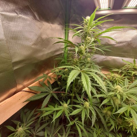 Ganja Runtz Auto  growlog timeline photo