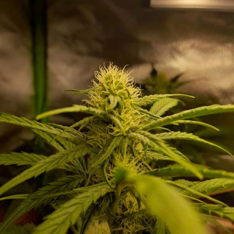 Ganja Runtz Auto  growlog timeline photo