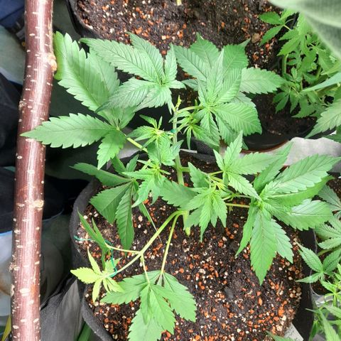 Zkittlezz xl growlog timeline photo