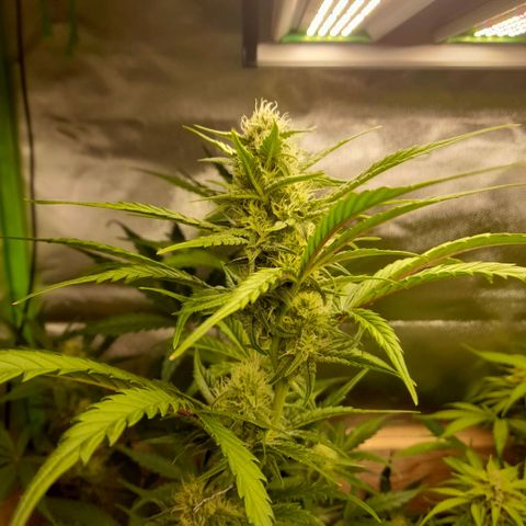 Ganja Runtz Auto  growlog timeline photo