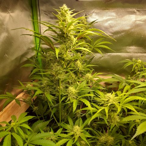 Ganja Runtz Auto  growlog timeline photo