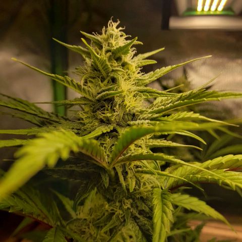 Ganja Runtz Auto  growlog timeline photo