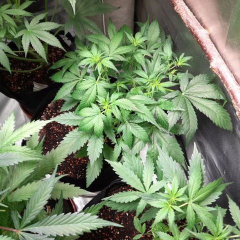 Zkittlezz xl growlog timeline photo