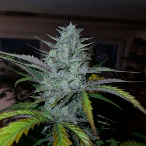 Ganja Runtz Auto  growlog timeline photo