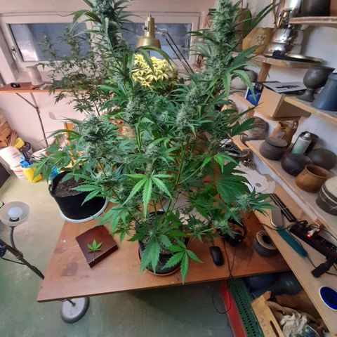 Ganja Runtz Auto  growlog timeline photo