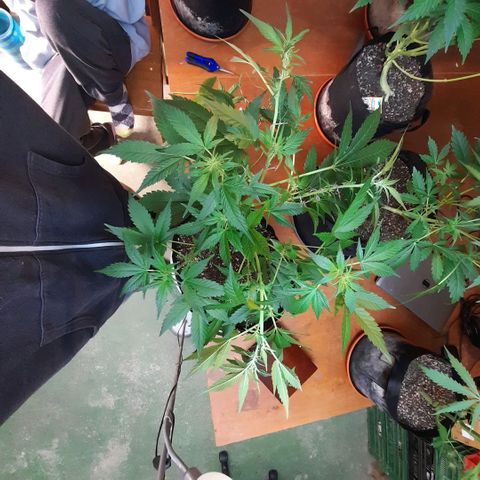 Zkittlezz xl growlog timeline photo