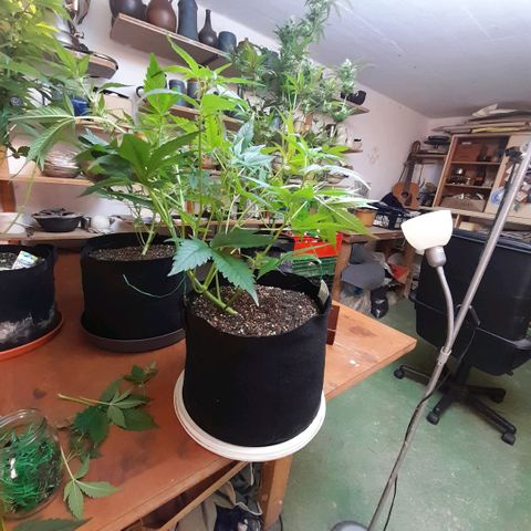 Zkittlezz xl growlog timeline photo