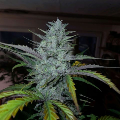 Ganja Runtz Auto  growlog timeline photo