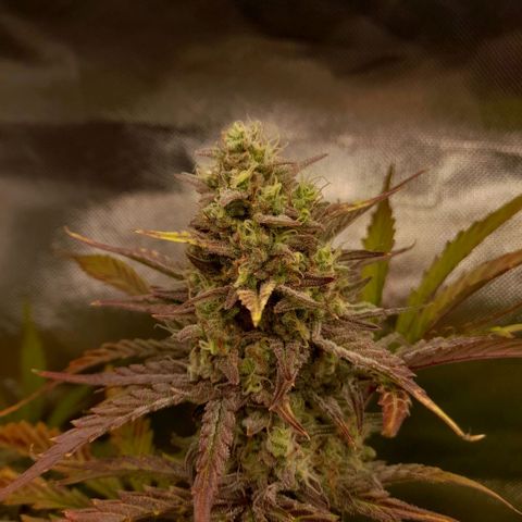 Ganja Runtz Auto  growlog timeline photo