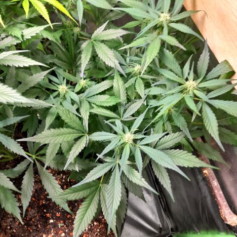 Zkittlezz xl growlog timeline photo