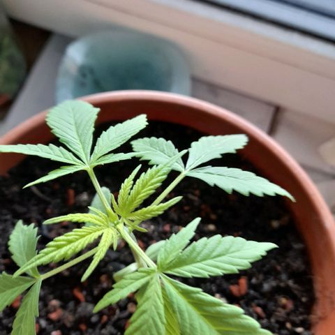 Gelato #33 Fast growlog timeline photo