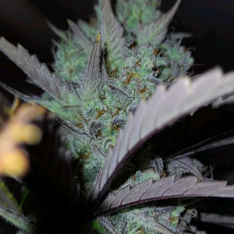Ganja Runtz Auto  growlog timeline photo