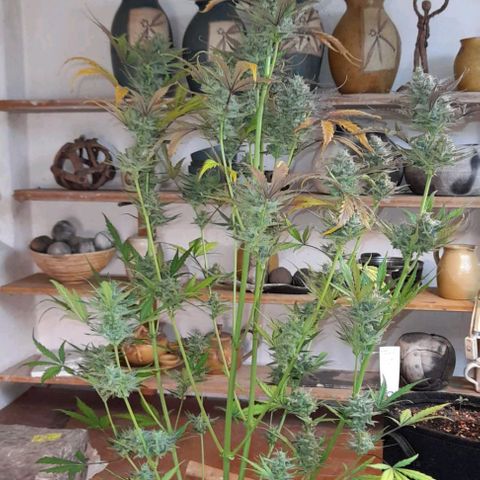 Ganja Runtz Auto  growlog timeline photo