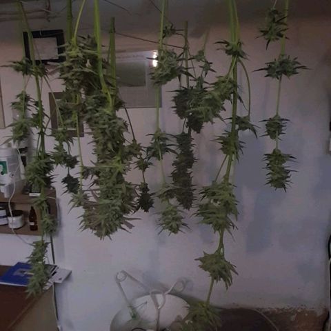 Ganja Runtz Auto  growlog timeline photo