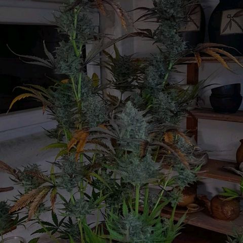 Ganja Runtz Auto  growlog timeline photo