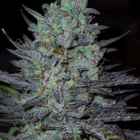 Ganja Runtz Auto  growlog timeline photo