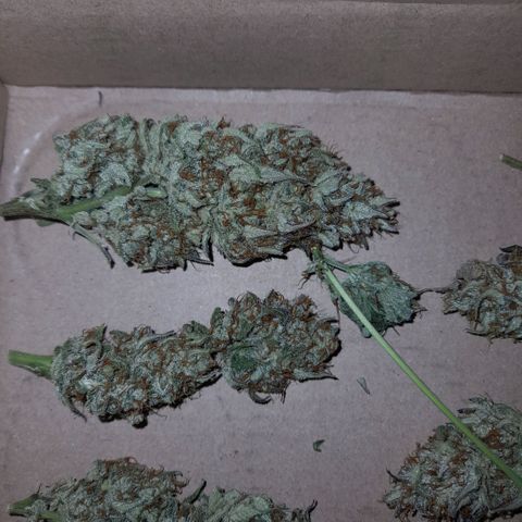 Ganja Runtz Auto  growlog timeline photo