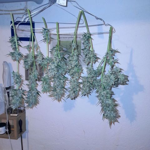 Zkittlezz xl growlog timeline photo