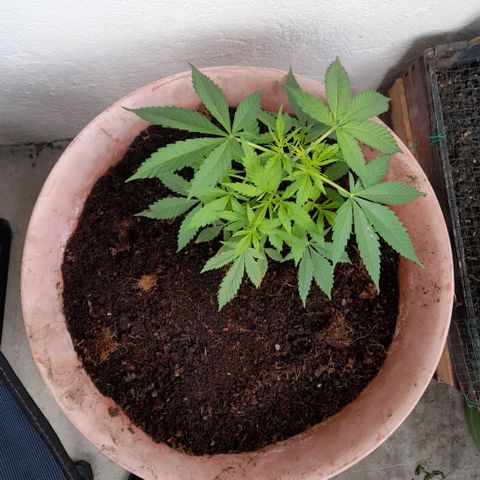 Gelato #33 Fast growlog timeline photo
