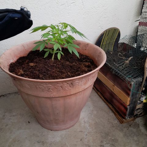 Gelato #33 Fast growlog timeline photo