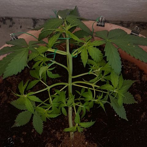Gelato #33 Fast growlog timeline photo