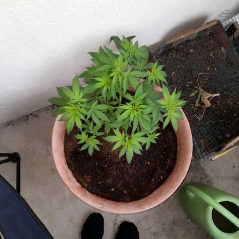 Gelato #33 Fast growlog timeline photo