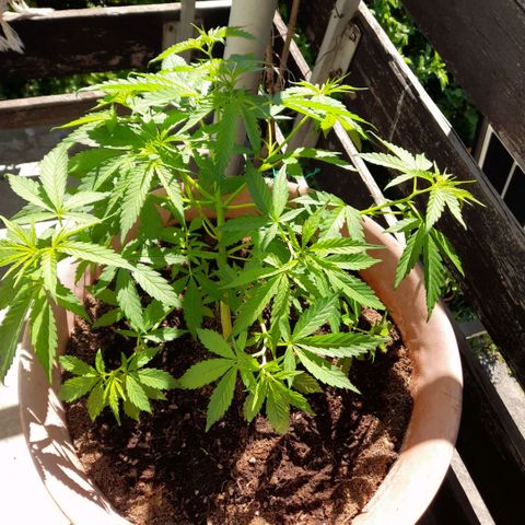 Gelato #33 Fast growlog timeline photo