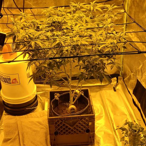 Grape Ape Photo growlog timeline photo