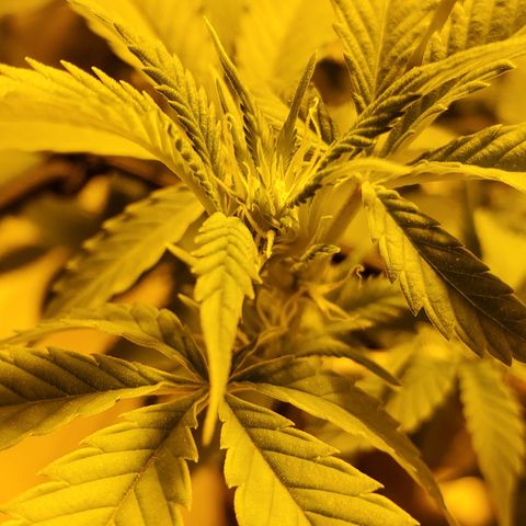 Grape Ape Photo growlog timeline photo