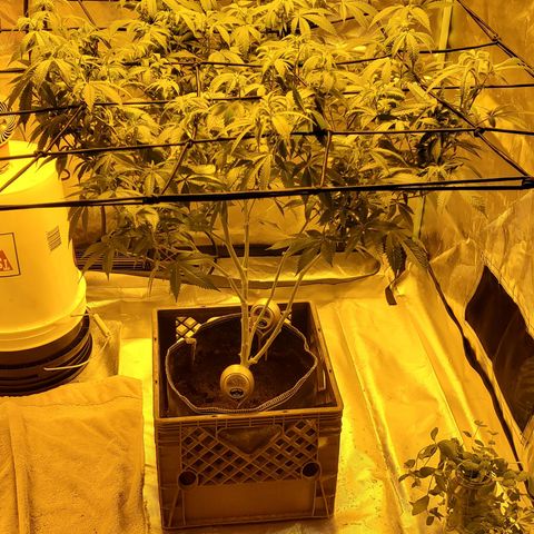 Grape Ape Photo growlog timeline photo