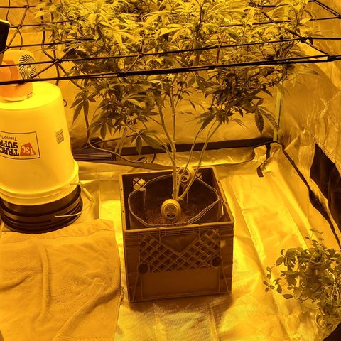Grape Ape Photo growlog timeline photo