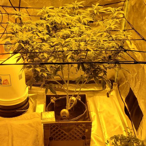 Grape Ape Photo growlog timeline photo
